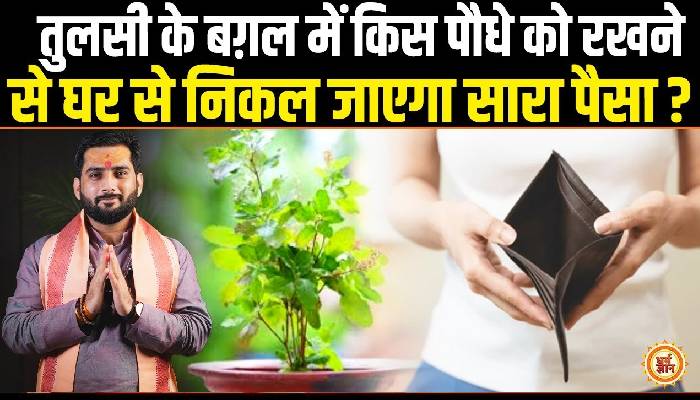 किनको रातों रात गरीब बना डालता है Tulsi के पास रखा ये पौधा ? Rajpurohit Madhur Ji