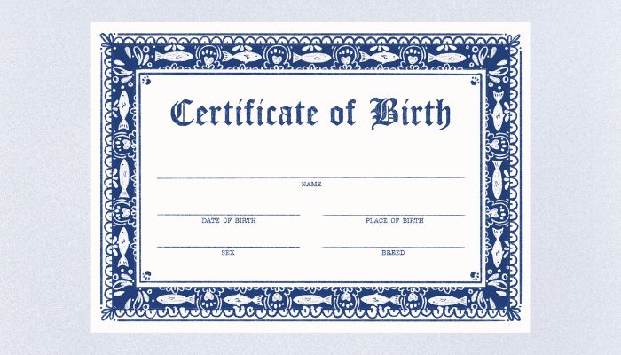 Birth Certificate: घर बैठें ऐसे चुटकियों में बनवाएं बर्थ सर्टिफिकेट, बेहद आसान है तरीका