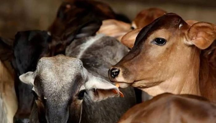 Flood Disaster: बाढ़ की आपदा से अगर हो जाती है आपके पशु की मौत, तो ऐसे लें मुआवजा