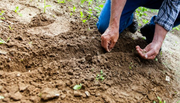 PM Kisan Yojana: इस योजना में परिवार के कितने सदस्यों को मिलता है लाभ, आइए जाने