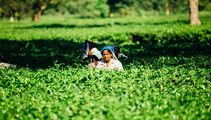 PM Kisan Yojana: इस दिन जारी होगी किसान योजना की अगली क़िस्त ,जाने कैसे करें स्टेटस चेक