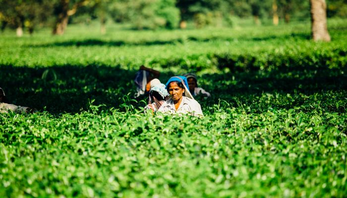 Namo Shetkaari Yojana: इस योजना से किसानों की लगी लाटरी, हो रहा है डबल फायदा